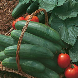 Cucumbers: "Marketmore" Slicers (each)