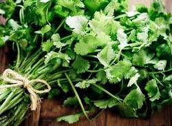 Herbs: Cilantro (bunch)