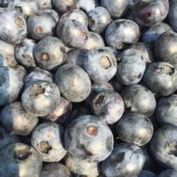 Blueberries: "Bluecrop" (one gallon)