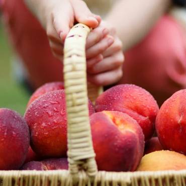 Peaches Are Coming!