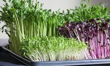 What Are Microgreens, Really?