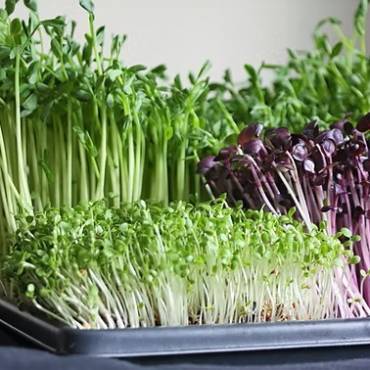 What Are Microgreens, Really?