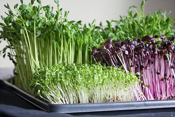 What Are Microgreens, Really?