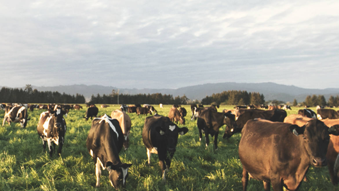 Milk the Old Fashioned Way: from the Alexandre EcoDairy in Smith River, CA