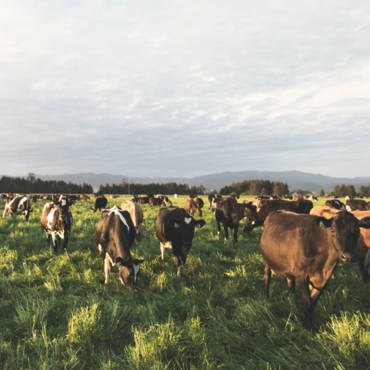 Milk the Old Fashioned Way: from the Alexandre EcoDairy in Smith River, CA