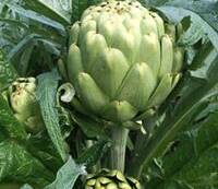 Artichokes (pound)