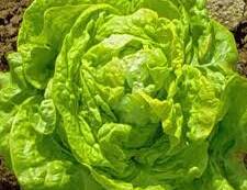 Lettuce: Butterhead (each)