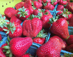 Strawberries: Seascape (pint)