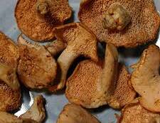 Mushrooms: Hedgehogs-Wild, Organic (1/2 lb.)