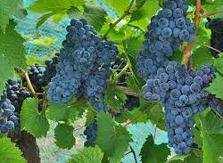 Grapes: Muscat, with seeds (one pound)