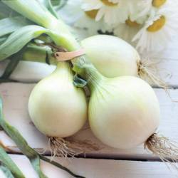 Onions: Walla Walla, uncured (each)