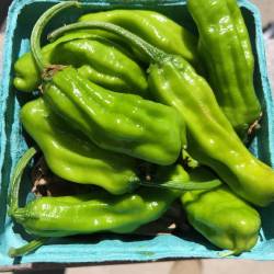 Peppers: Shishito (half-pound)