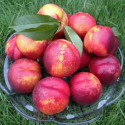 Nectarines: Harko (pound)