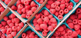 smith river organic farm_raspberries