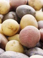 Potatoes: "Rainbow Medley"-New (2-lb. bag)