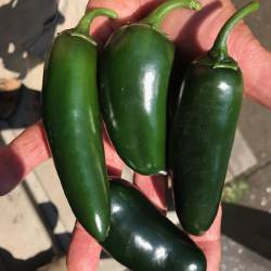 Peppers: Jalapenos (1/3 lb.)