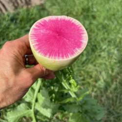 Radishes: Watermelon (pound)