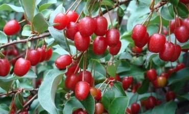 Goumi Berries: A Tangy-Sweet Secret Worth Discovering