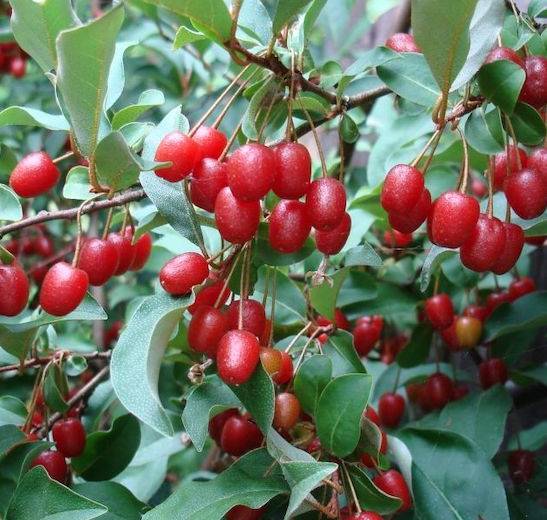 Goumi Berries: A Tangy-Sweet Secret Worth Discovering