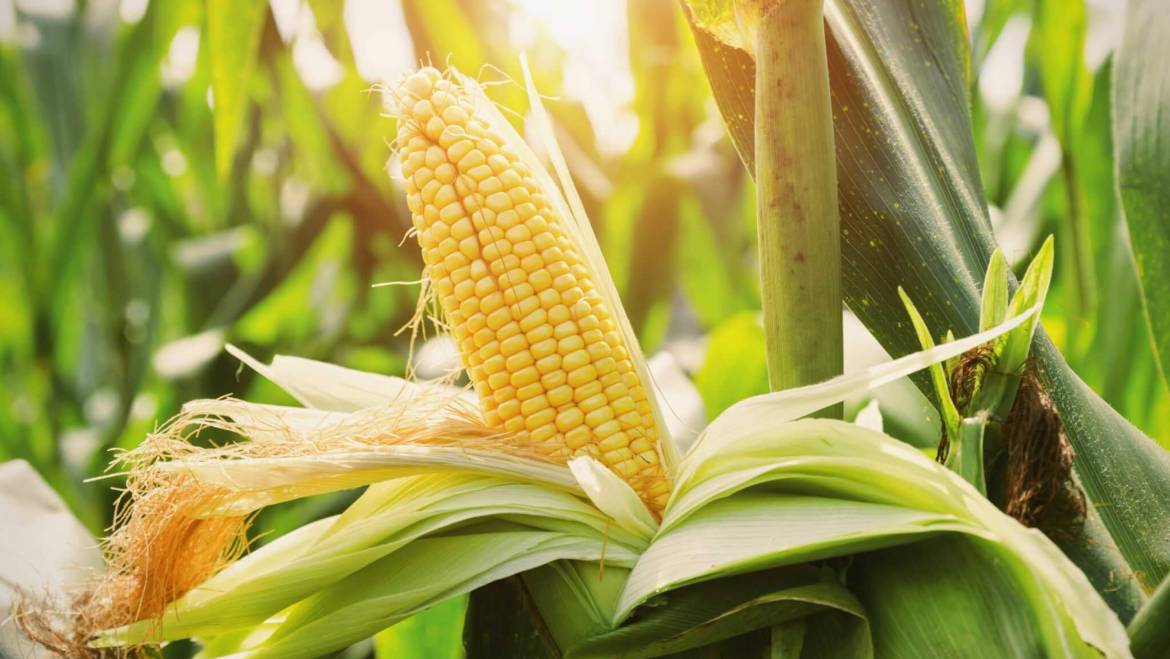 Corn’s Long Journey to Our Table