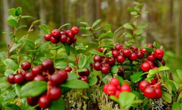 The berries of the season: PNW cranberries
