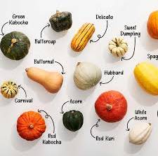 Sweet, Savory, and Stored for Winter: Meet the Season’s Best Squash