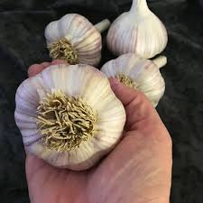 Herbs: Garlic-hardneck (two bulbs)