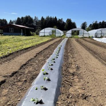 Meet Ocean Air Farms: Fifteen Acres of Fog, Garlic, and Grit
