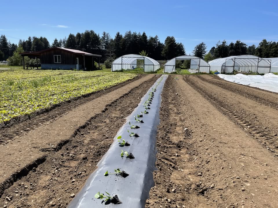 Meet Ocean Air Farms: Fifteen Acres of Fog, Garlic, and Grit