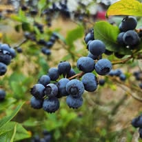 Blueberry Season Is Here: Meet the Farms Behind Our Berries