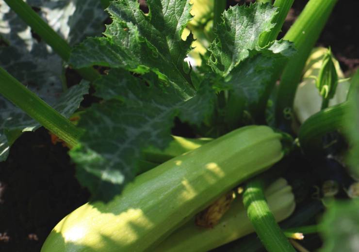 The Great Zucchini Flood of Summer
