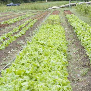 Why Local Lettuce Might Be the Safest Thing in Your Fridge Right Now