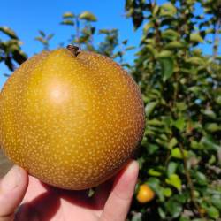 Pears: Asian "Niitaka" (one pound)