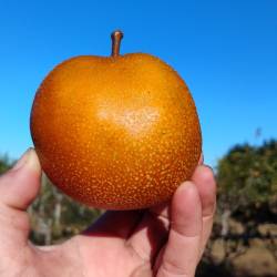 Pears: Asian "Hosui" (one pound)