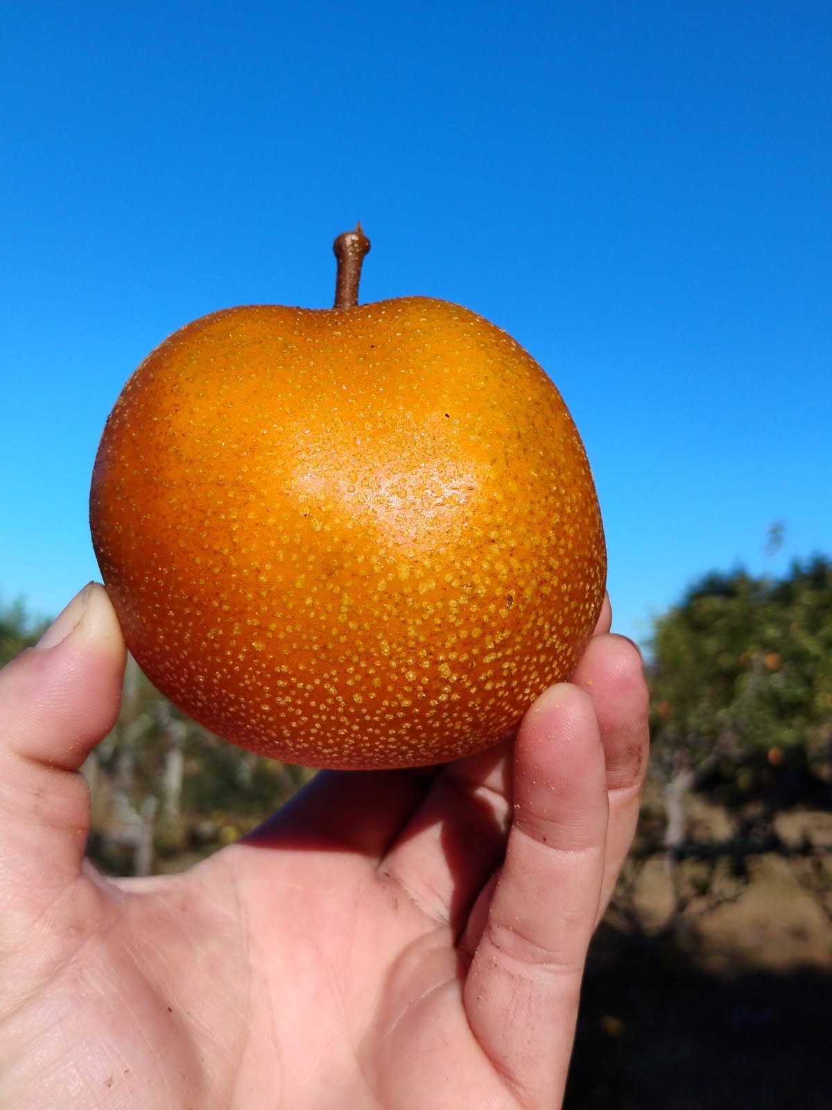 Pears: Asian "Hosui" (one pound)