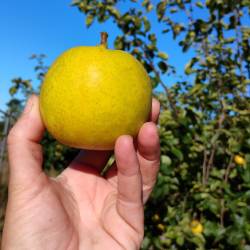 Pears: Asian "Shinseiki" (one pound)