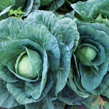 Cabbage Is Having a Moment 